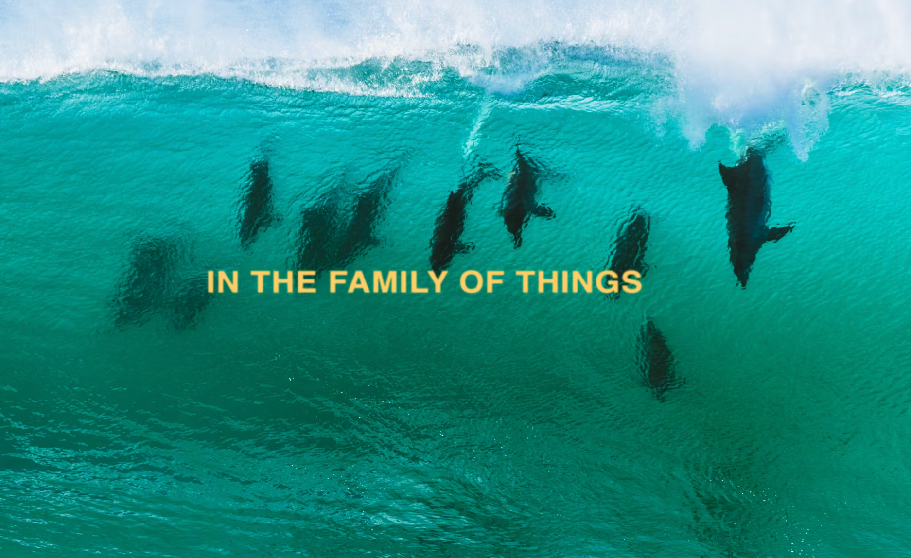 In the Family of Things - New Surf Film